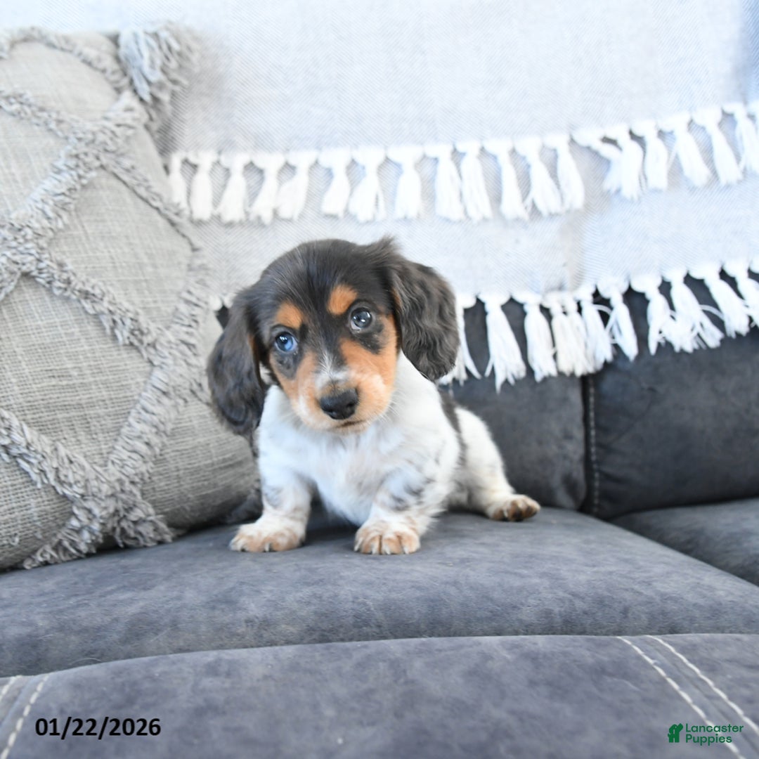 Miniature Dachshund dogs for sale: Laker - Ad 3