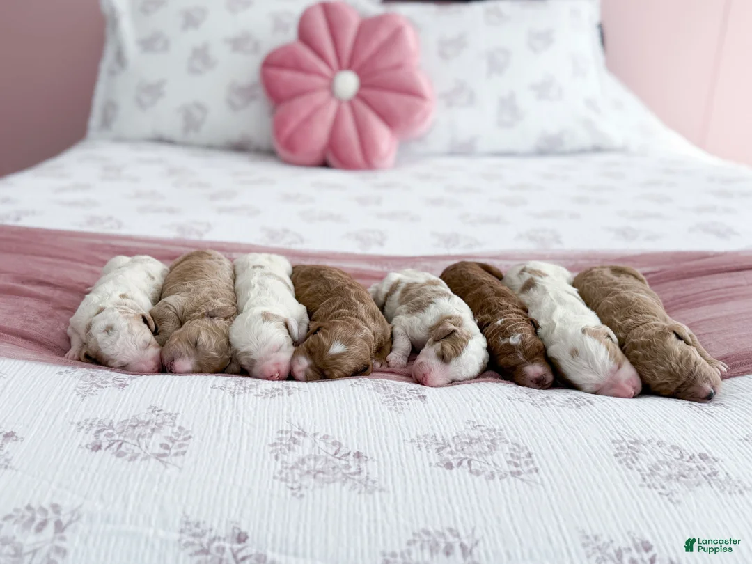 Goldendoodle dogs for sale: Raleigh - Ad 5