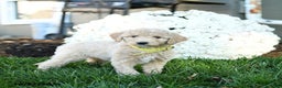 Goldendoodle dogs for sale: Bobby - Ad 2