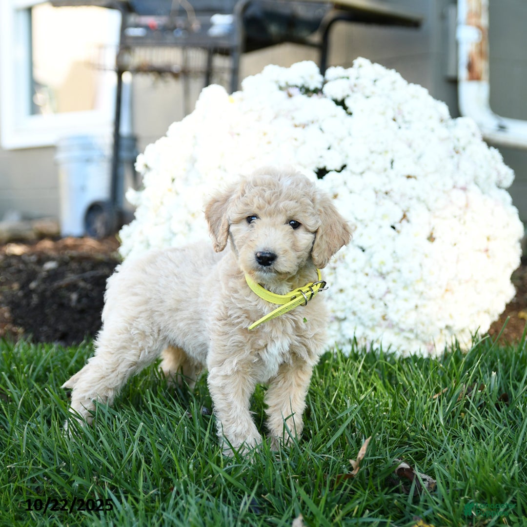 Goldendoodle dogs for sale: Bobby - Ad 2