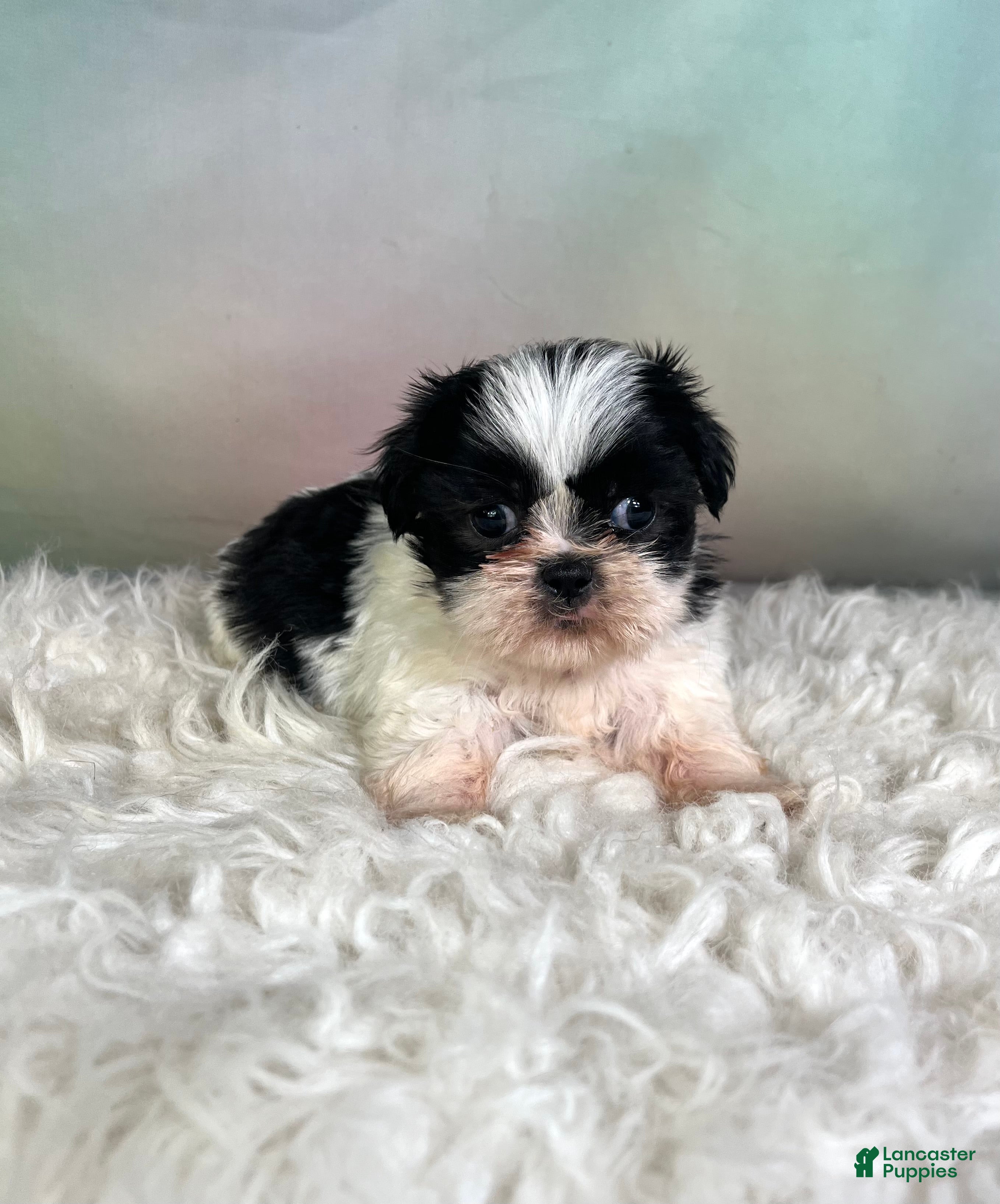 Teddy Bear dogs Onyx - Ad 1