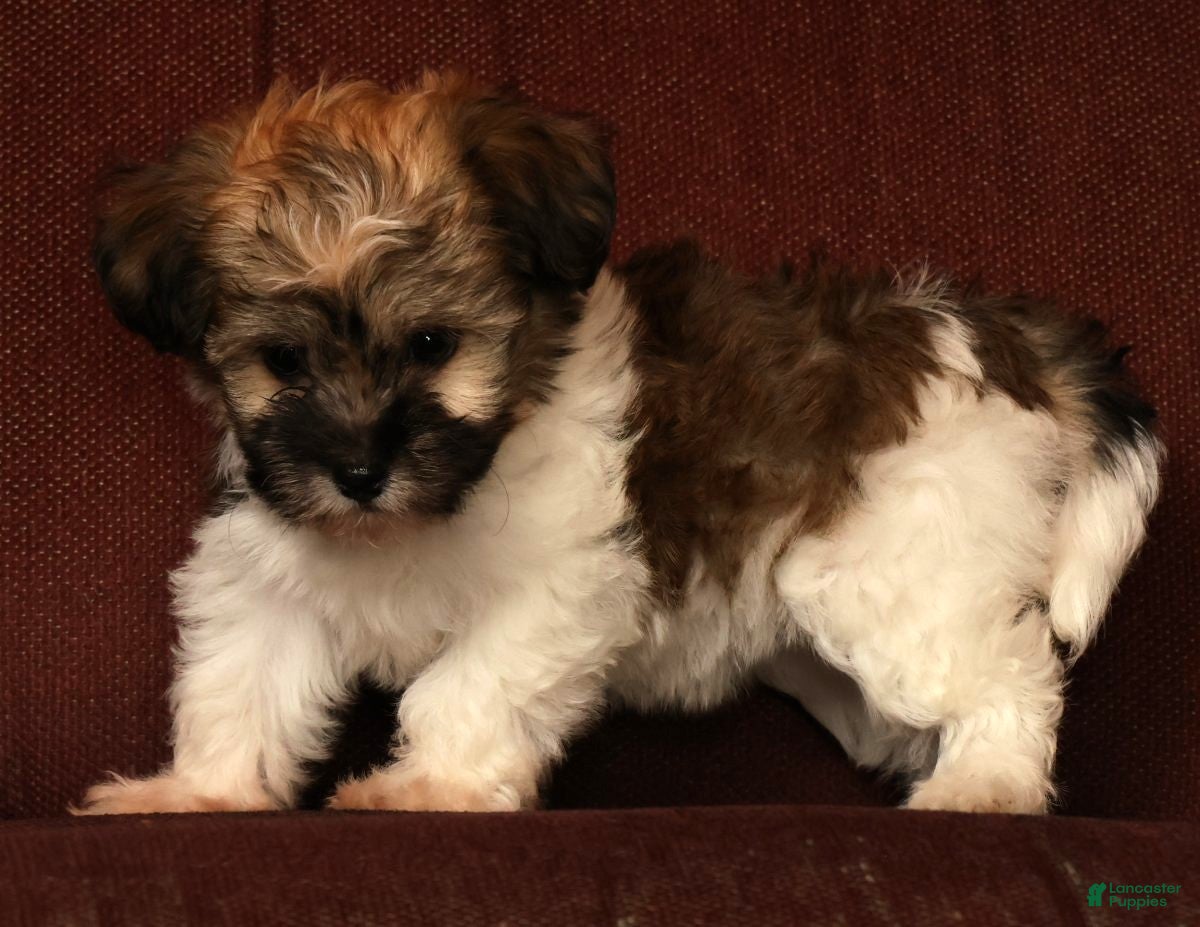 Havanese dogs for sale: Mocha - Ad 9