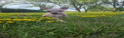 Xoloitzcuintle dogs for sale: Bambi  - Ad 8