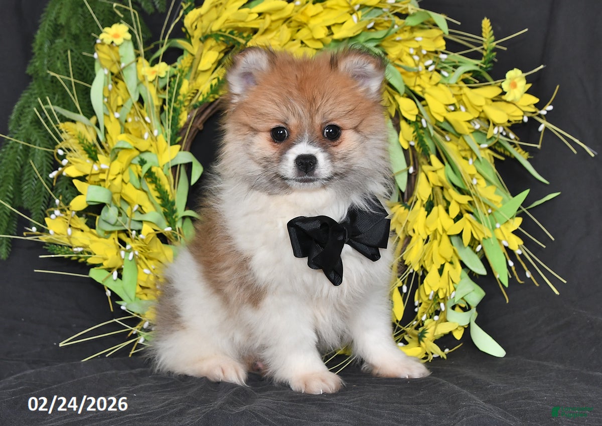 Pomeranian dogs Randy - Ad 1