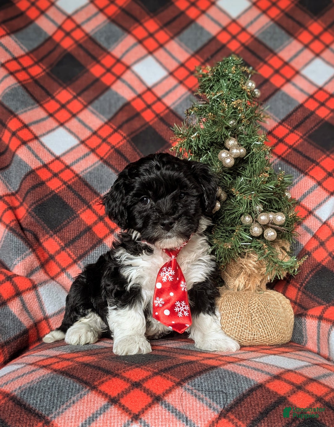 Havapoo dogs for sale: Benson Ready for Christmas!!! - Ad 5