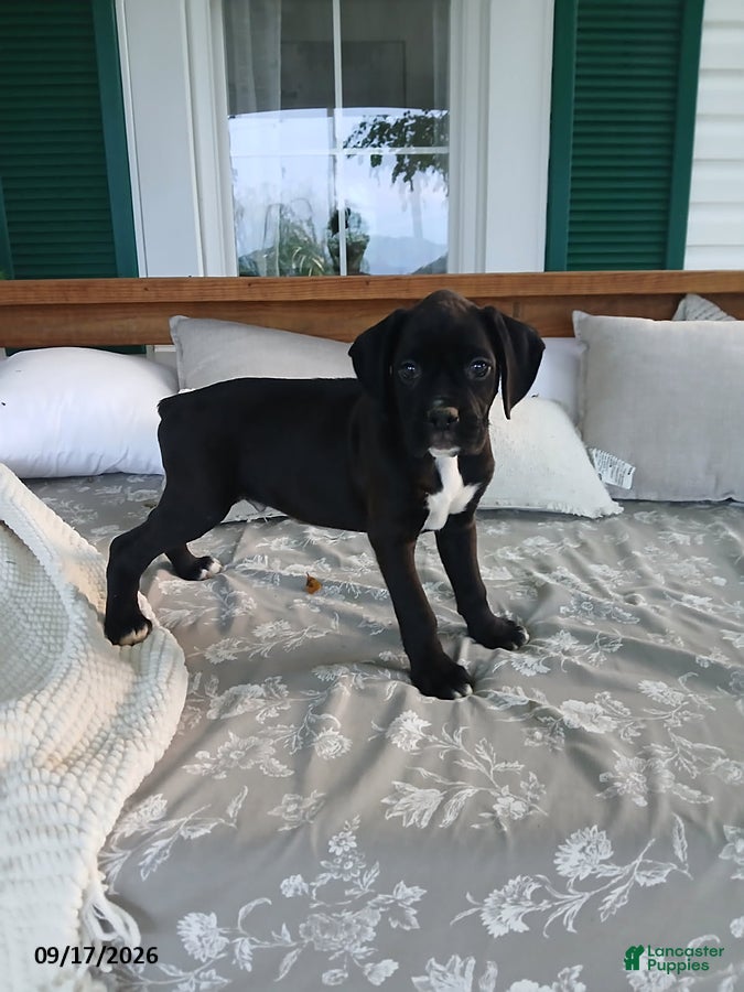 Boxer dogs Fytohe - Ad 2