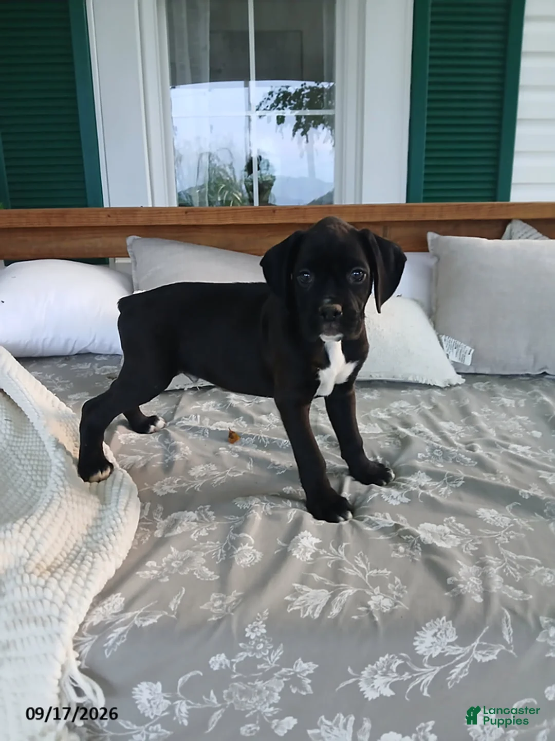 Boxer dogs for sale: Fytohe - Ad 2