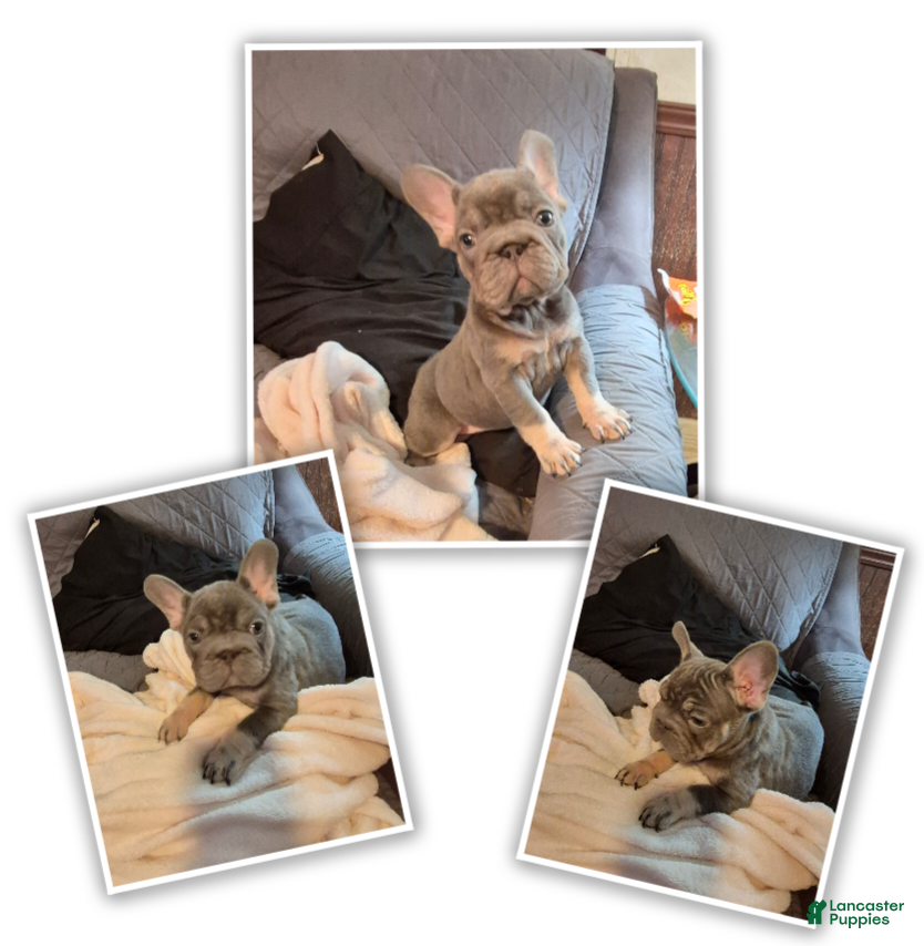 French Bulldog dogs for sale: Juju Big Rope Fluffy Carrier - Ad 4
