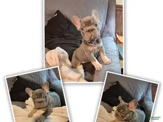 French Bulldog dogs for sale: Juju Big Rope Fluffy Carrier - Ad 4