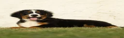 Bernese Mountain Dog dogs for sale: Jack Bernese Mountain Dog  - Ad 3