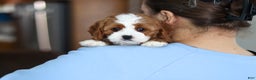 Cavapoo dogs for sale: Laci - Ad 6