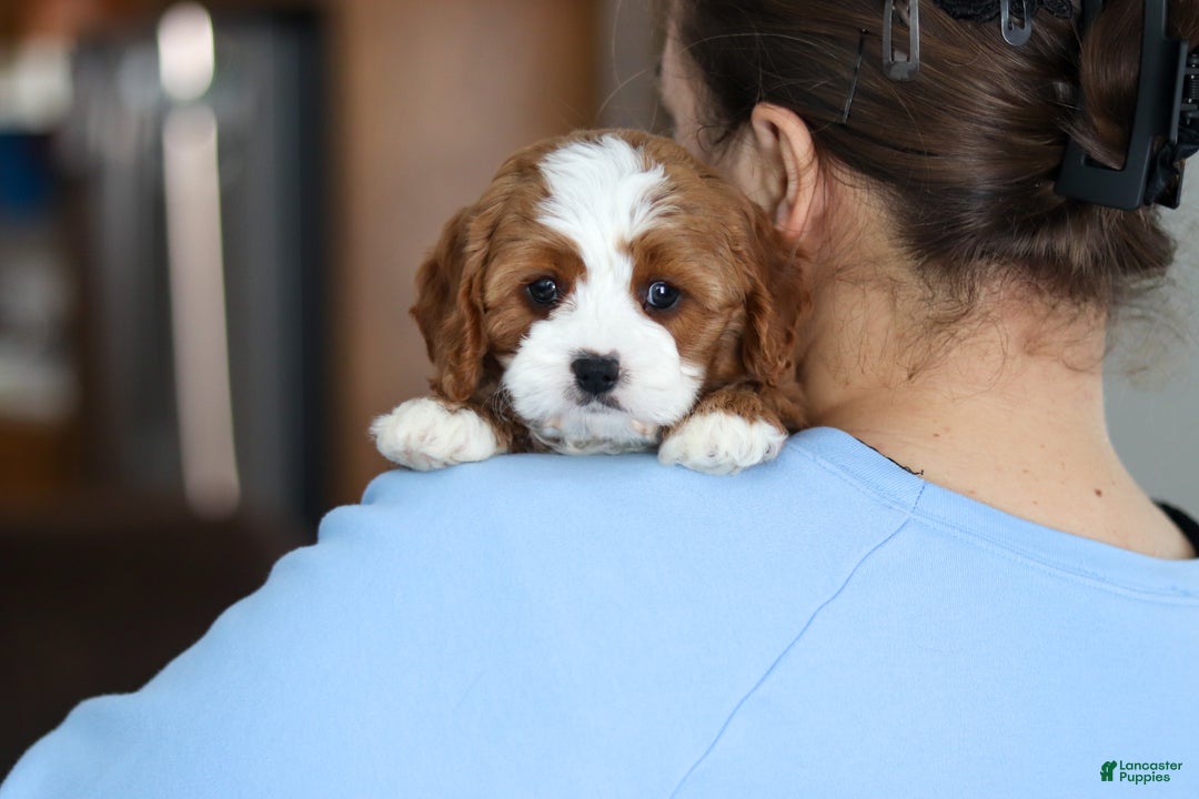 Cavapoo dogs for sale: Laci - Ad 6