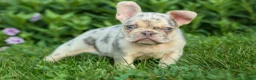 French Bulldog dogs for sale: Spencer 🐾 - Ad 22