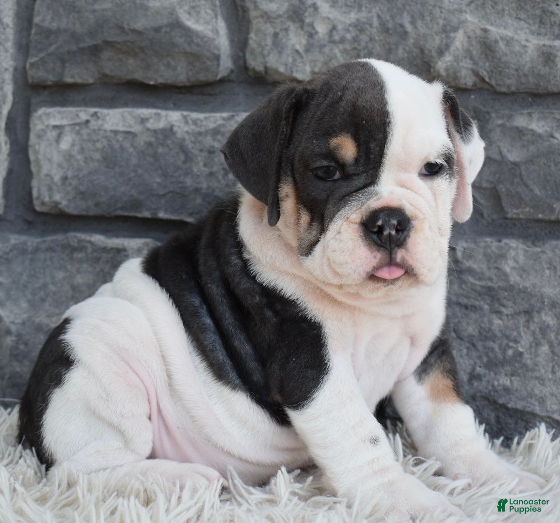 Beabull dogs Bella  - Ad 1