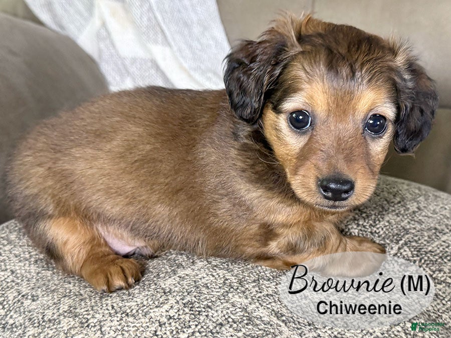 Chiweenie dogs Brownie - Ad 2