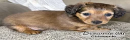 Chiweenie dogs for sale: Brownie - Ad 2