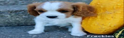 Cavalier King Charles Spaniel dogs for sale: Freckles - Ad 4