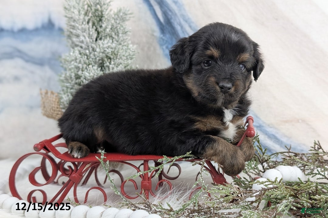 Toy Australian Shepherd dogs for sale: Brittlyn - Ad 2