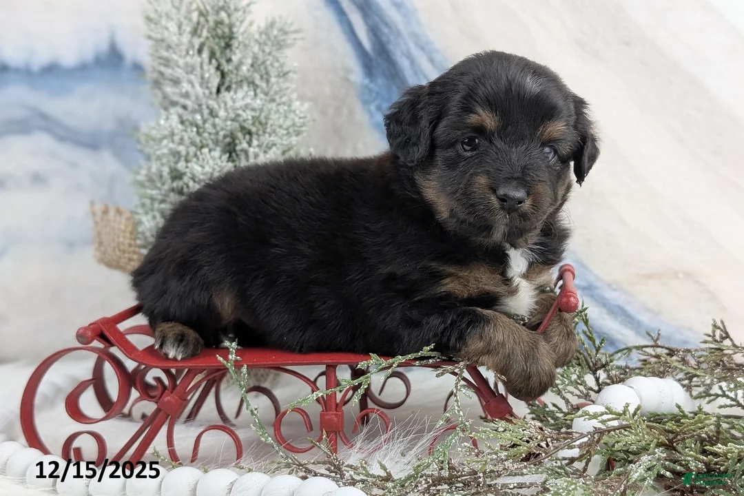 Toy Australian Shepherd dogs for sale: Brittlyn - Ad 25