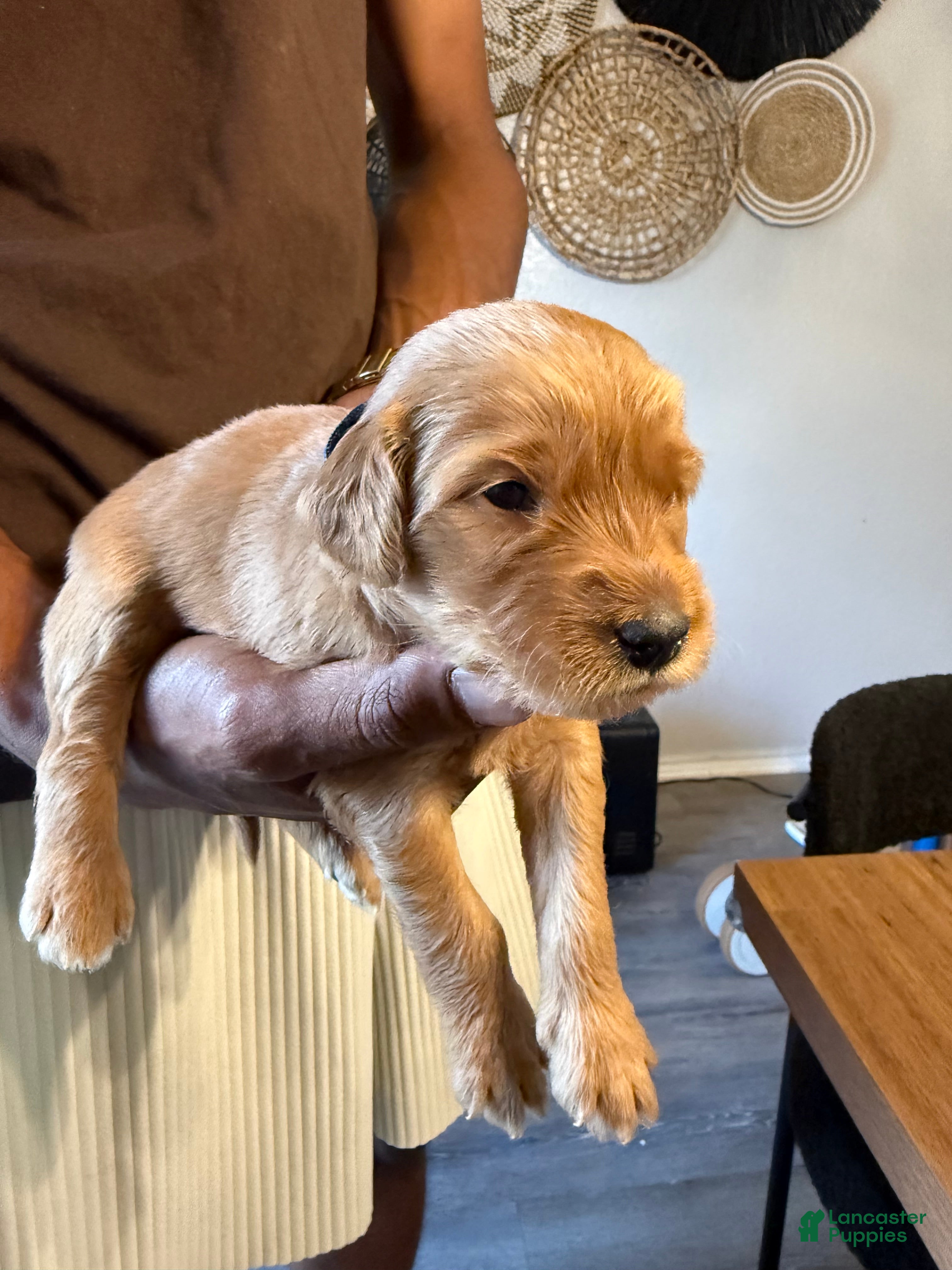 Mini Goldendoodle dogs Dolce  - Ad 29