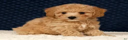 Bichpoo dogs for sale: Gina - Ad 8