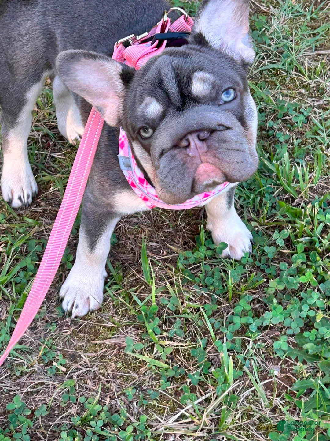 French Bulldog dogs for sale: French Bulldog Puppy Elsa Lilac Tan Big Rope Blue eyes 6 panel clear - Ad 6