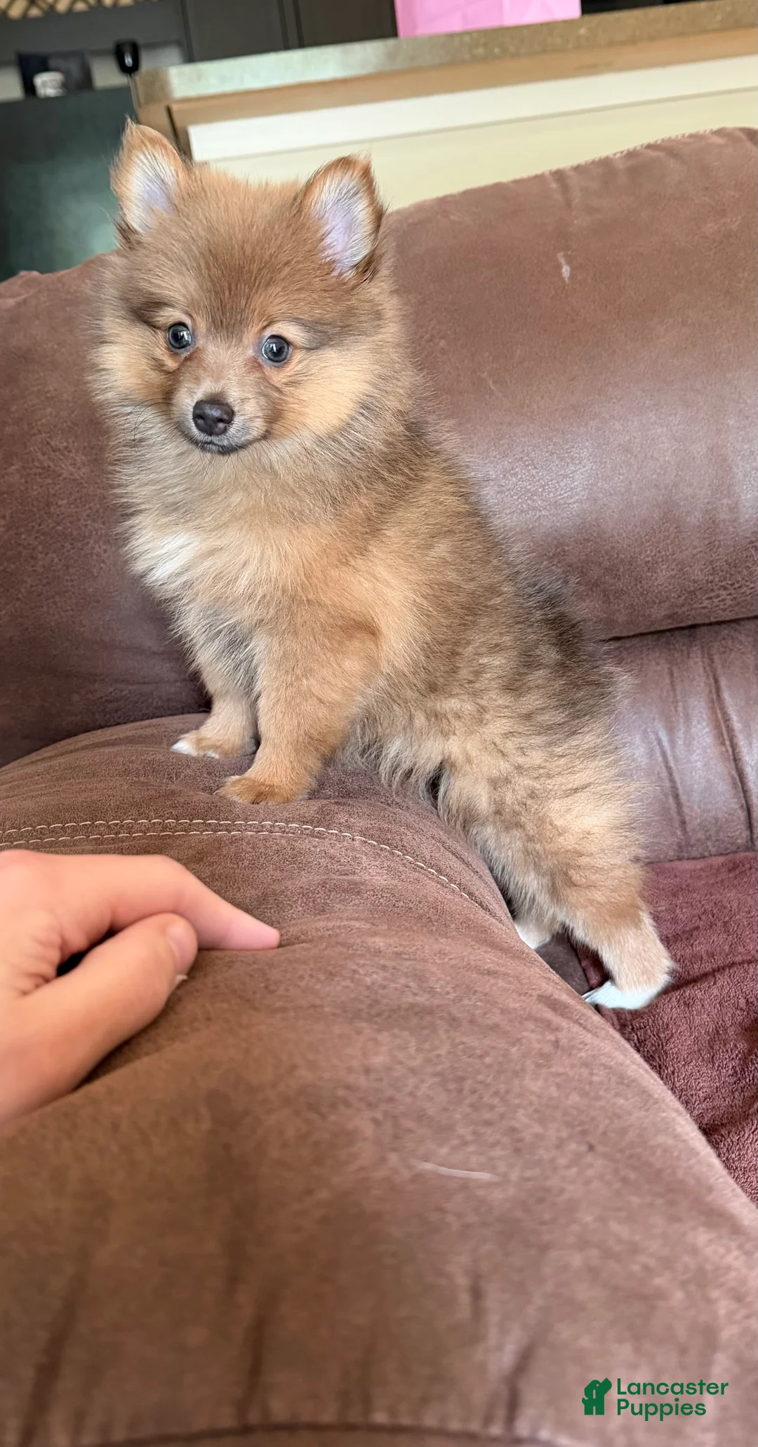 Pomeranian dogs for sale: Poppy - Ad 1