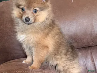 Pomeranian dogs Poppy - Ad 6