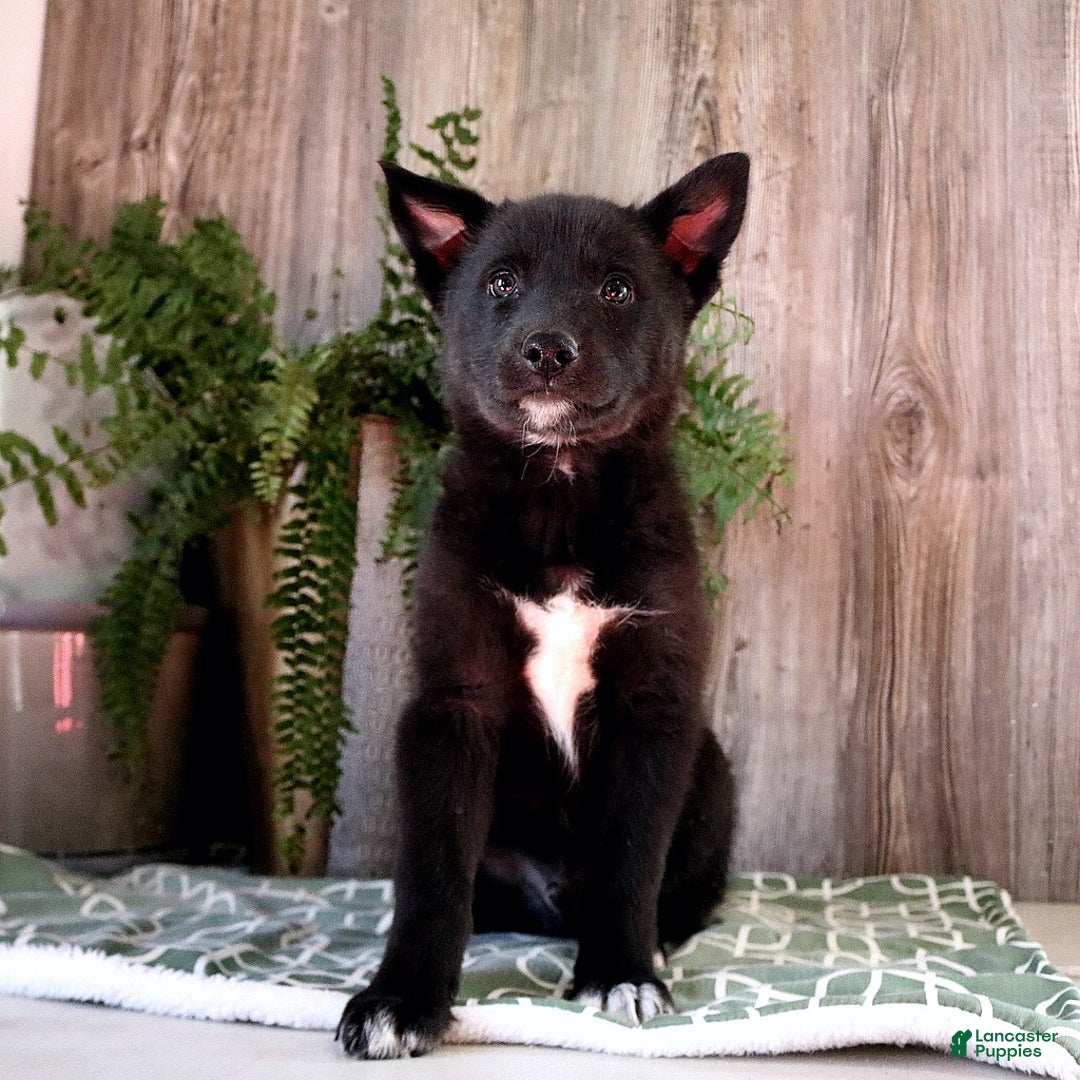 Mixed Breed dogs for sale: Atlas - Ad 1