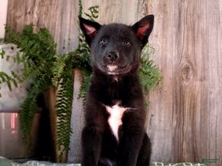 Mixed Breed dogs Atlas - Ad 33