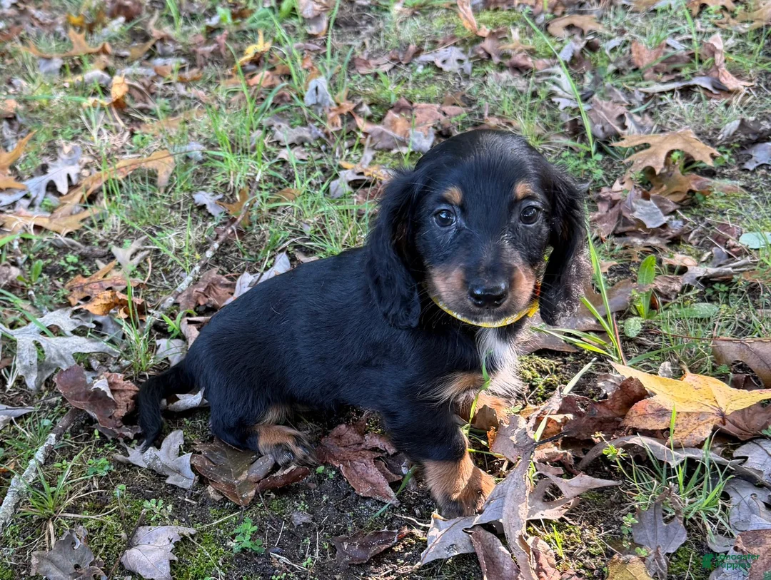 Miniature Dachshund dogs for sale: Milo - Ad 3