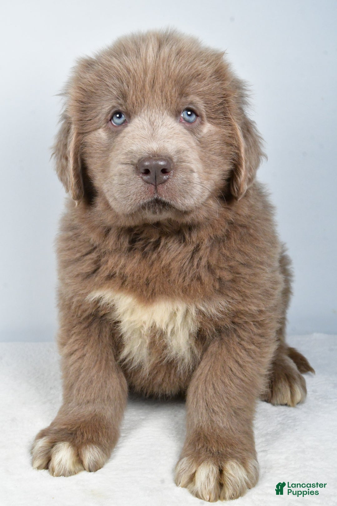 Newfoundland dogs for sale: Denver - Ad 3