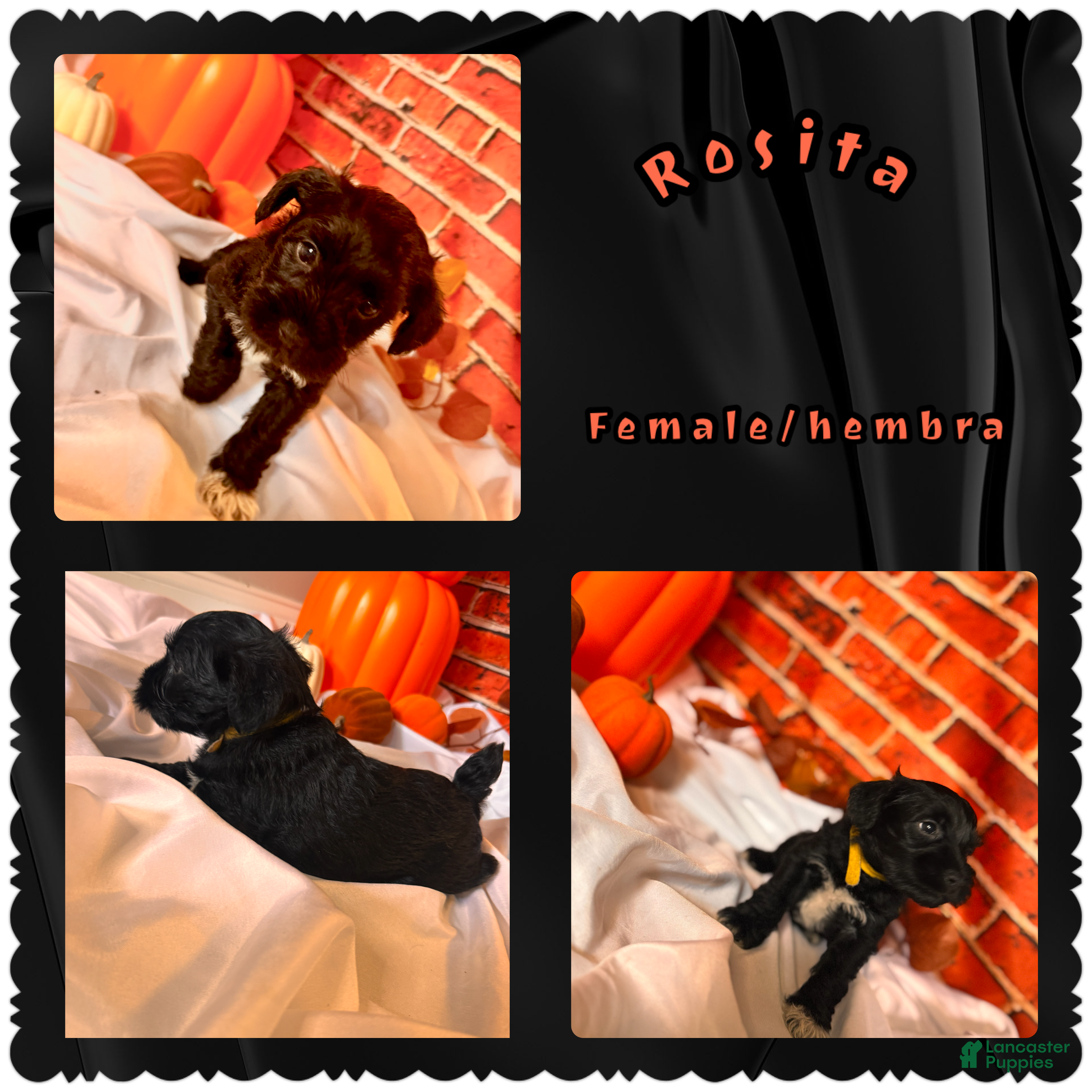 Miniature Schnauzer dogs Rosita - Ad 1