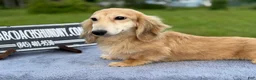 Miniature Dachshund dogs for sale: Cream - Ad 4