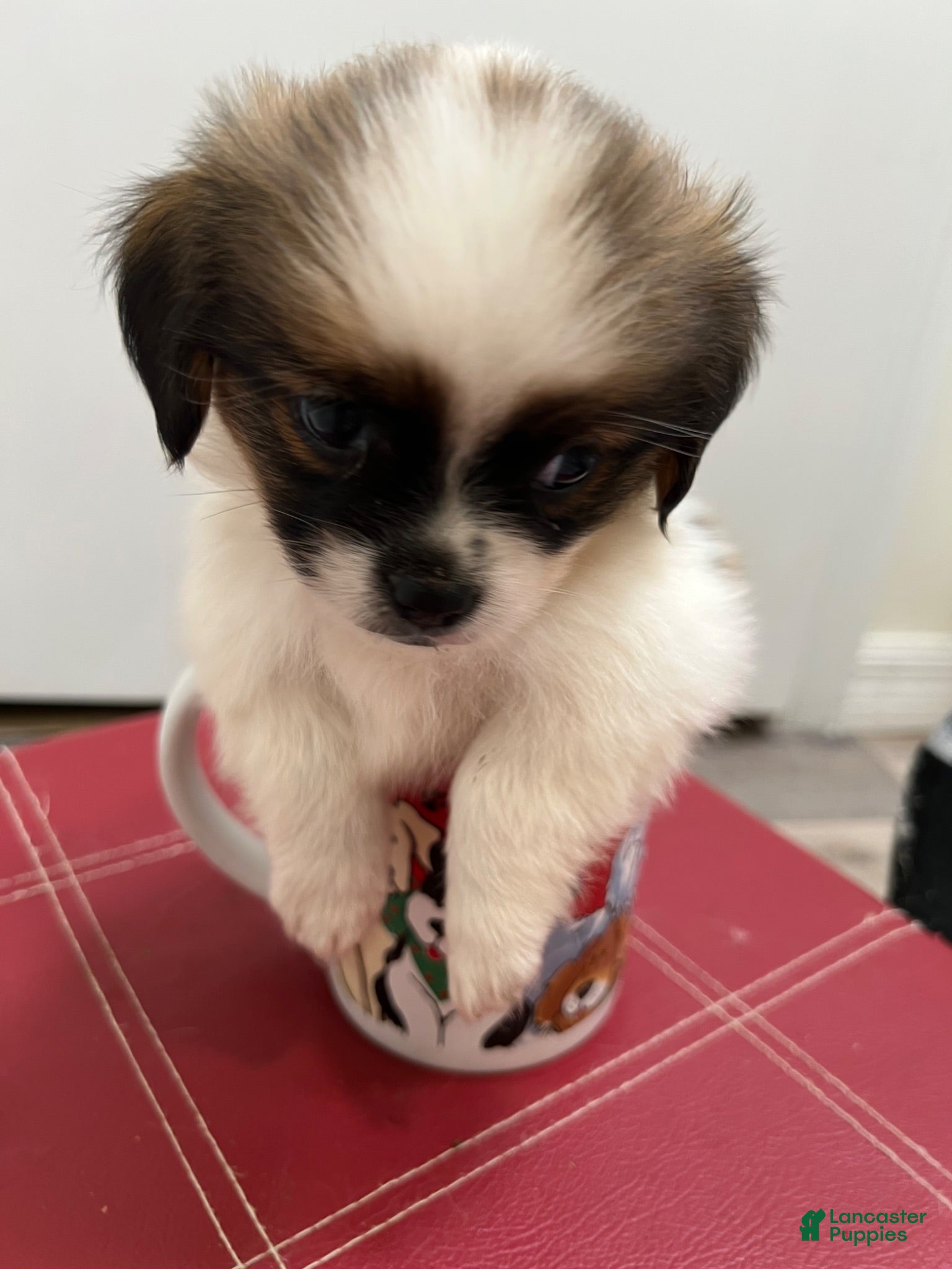 Mixed Breed dogs Mixed Breed 1 - Ad 9
