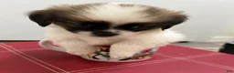 Mixed Breed dogs for sale: Mixed Breed 1 - Ad 1
