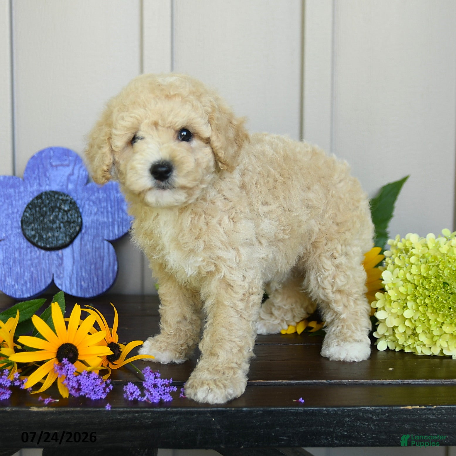 Miniature Poodle dogs for sale: Gillian - Ad 4
