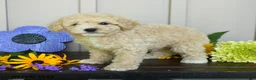Miniature Poodle dogs for sale: Gillian - Ad 1