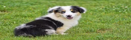 Welsh Corgi Pembroke dogs for sale: Jacob - Ad 8