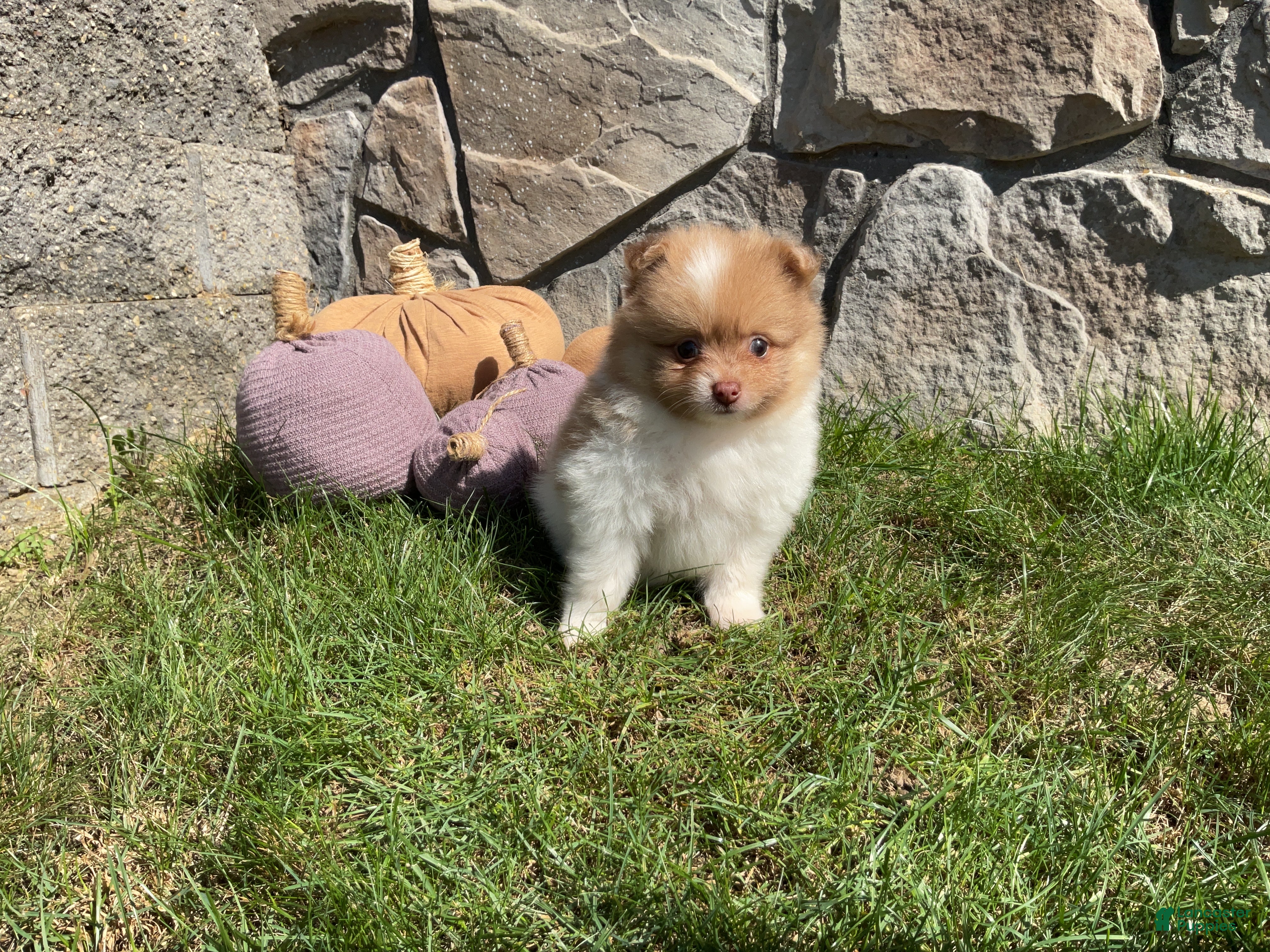 Pomeranian dogs Theo - Ad 2
