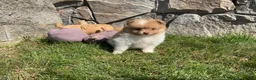 Pomeranian dogs for sale: Theo - Ad 2