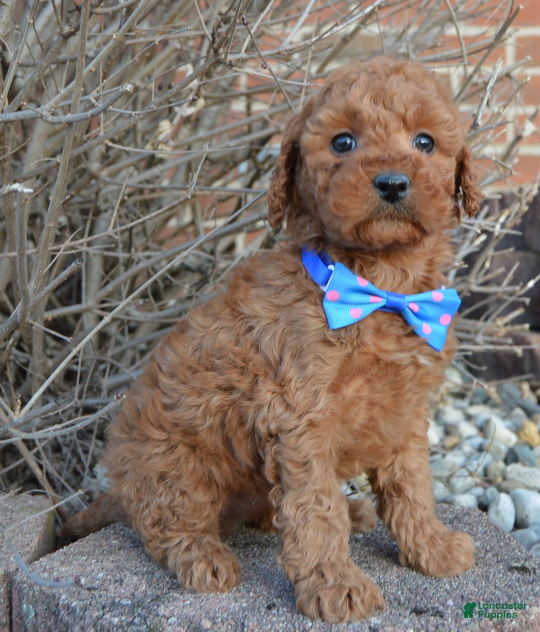 Cockapoo dogs for sale: Callie - Ad 9