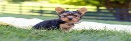 Yorkshire Terrier dogs for sale: Mason - Ad 8