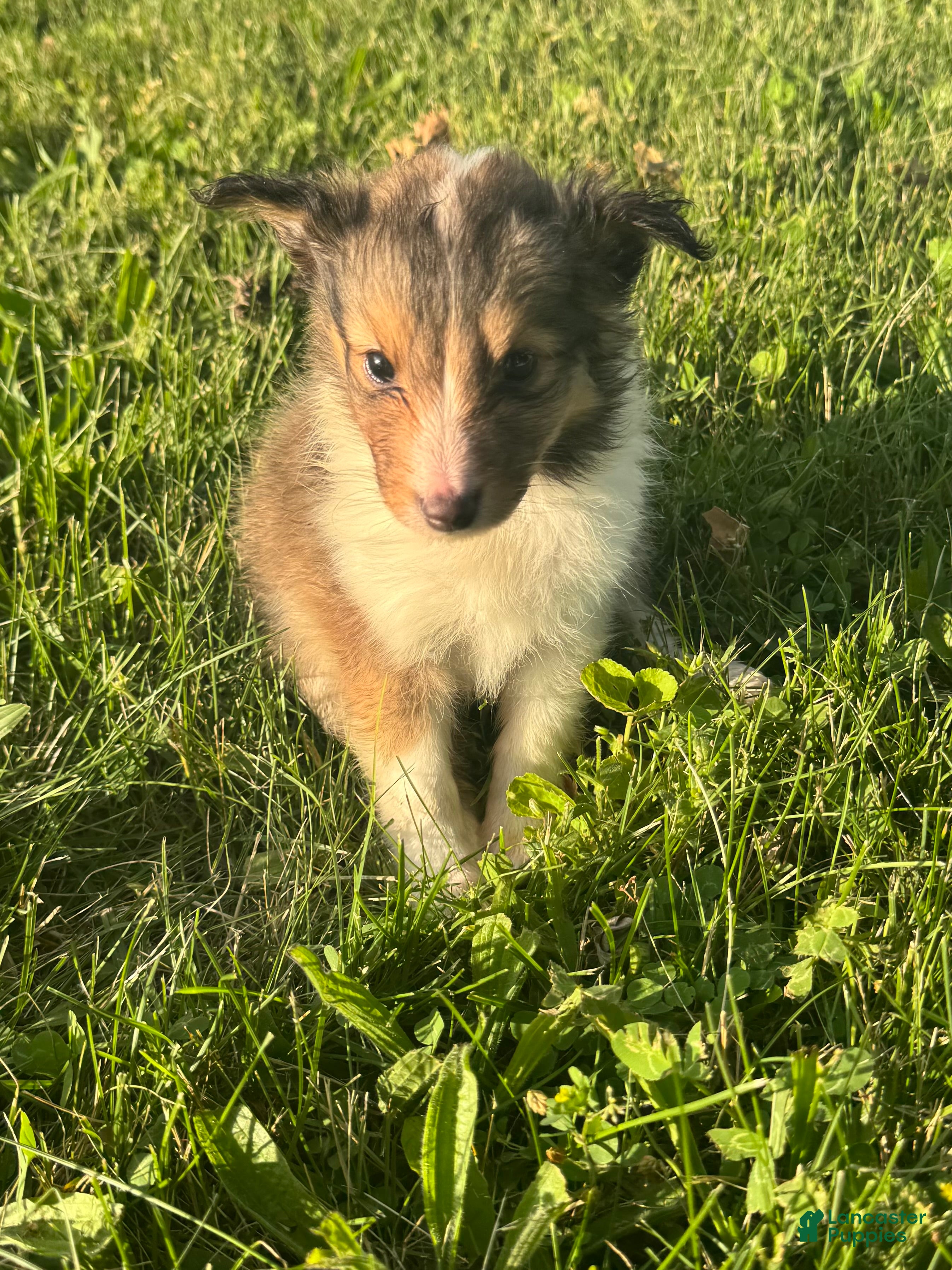 Shetland Sheepdog dogs Lightning  - Ad 23