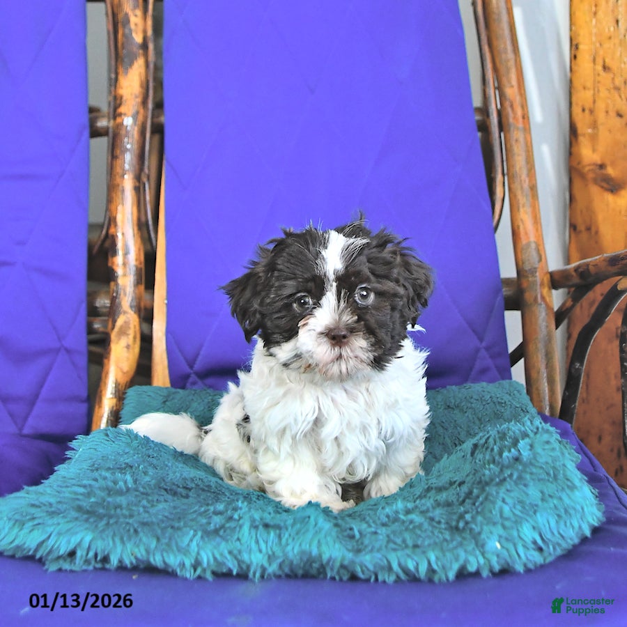 Shih Tzu dogs Forrest - Ad 15