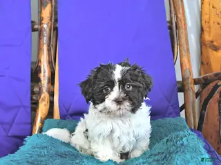Shih Tzu dogs Forrest - Ad 21