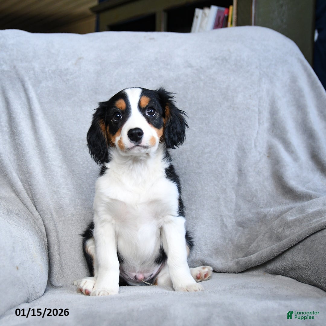 Mixed Breed dogs for sale: Bryce - Ad 3