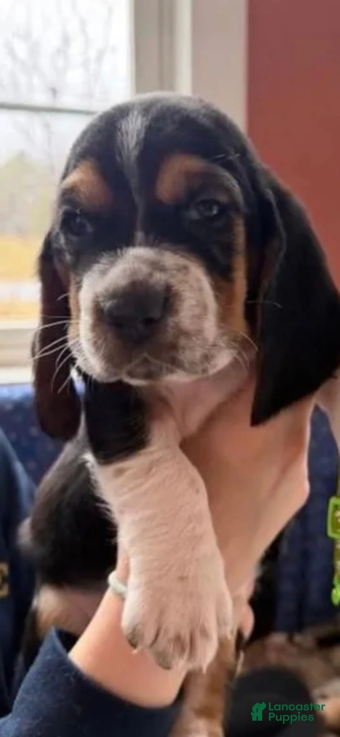Basset Hound dogs for sale: Basset Hound Puppy 6 - Ad 2