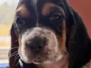 Basset Hound dogs Basset Hound Puppy 6 - Ad 18