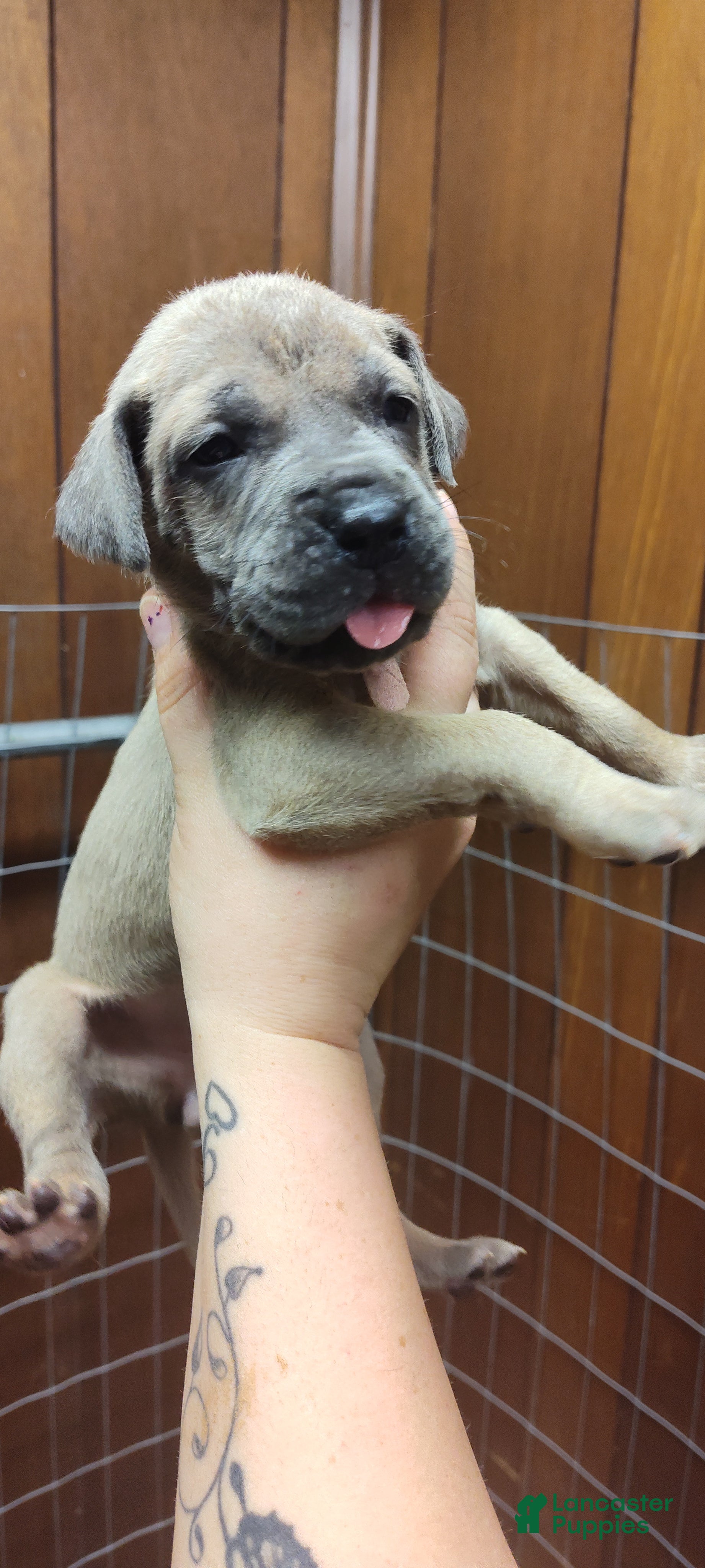 Great Dane dogs Great Dane Puppy 1 - Ad 8